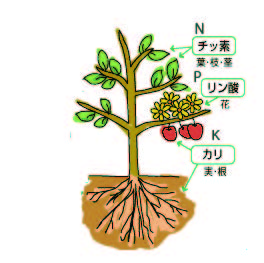 NPK、窒素リン酸カリの役割