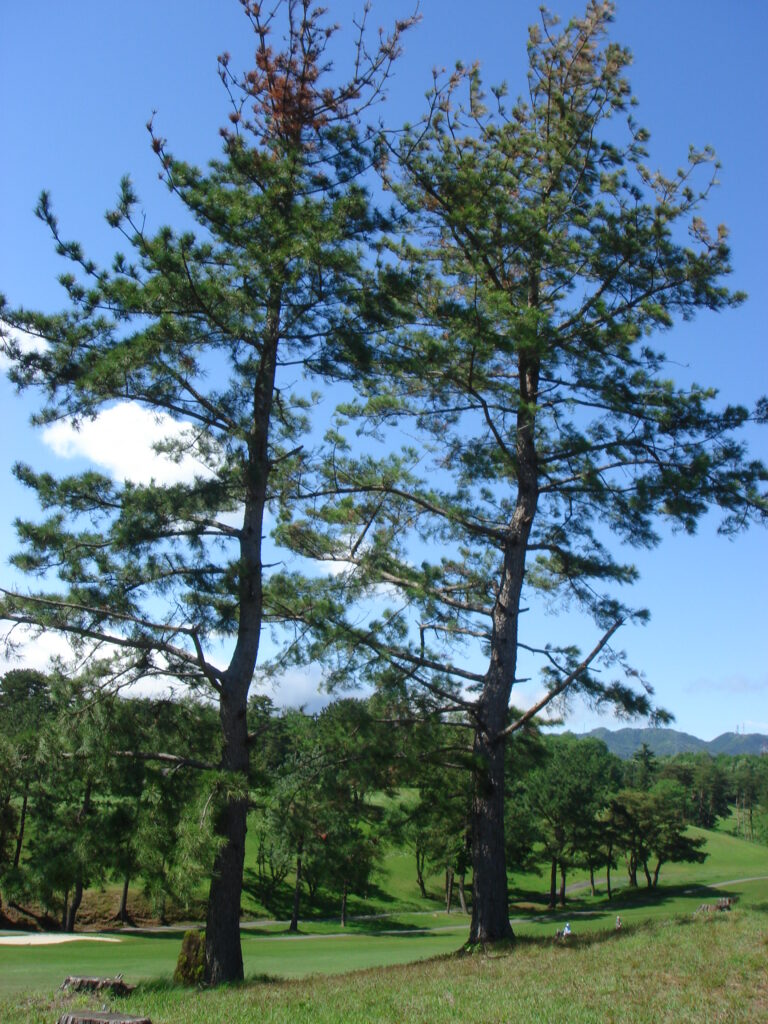 三重県ゴルフ場１