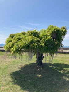 海岸寺の藤