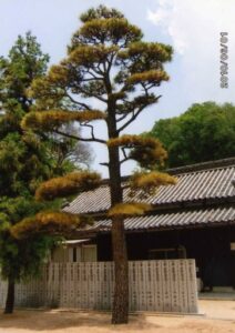 ダニ対策成功事例４枚の写真