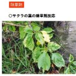 桜の葉の除草剤反応