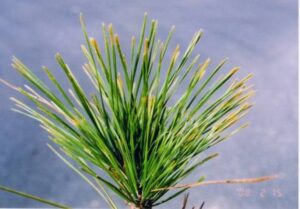 除草剤の影響がでている松の葉先